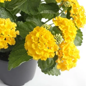 Yellow Lantana Live Plants - Set of 2 Outdoor Perennial Flowers