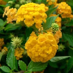 Yellow Lantana Live Plants - Set of 2 Outdoor Perennial Flowers