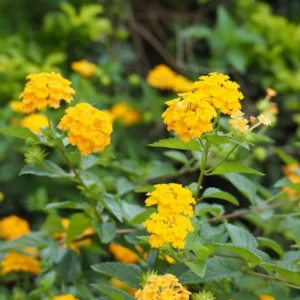 Yellow Lantana Live Plants - Set of 2 Outdoor Perennial Flowers