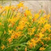 Yellow Montbretia Crocosmia Bulbs - 50 Planting George Davison Crocosmia Tubers for Hardy Flowers