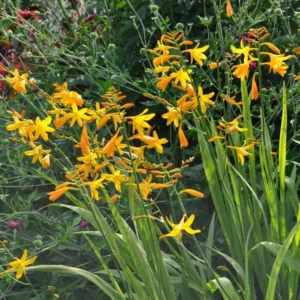 Yellow Montbretia Crocosmia Bulbs - 50 Planting George Davison Crocosmia Tubers for Hardy Flowers