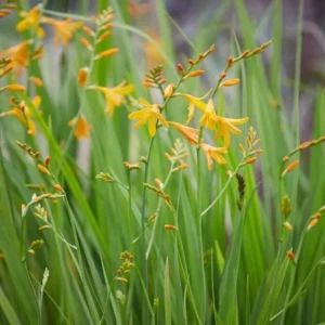 Yellow Montbretia Crocosmia Bulbs - 50 Planting George Davison Crocosmia Tubers for Hardy Flowers