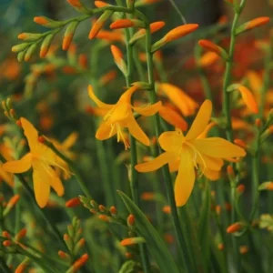 Yellow Montbretia Crocosmia Bulbs - 50 Planting George Davison Crocosmia Tubers for Hardy Flowers