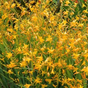 Yellow Montbretia Crocosmia Bulbs - 50 Planting George Davison Crocosmia Tubers for Hardy Flowers