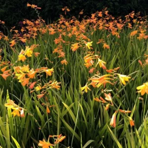 Yellow Montbretia Crocosmia Bulbs - 50 Planting George Davison Crocosmia Tubers for Hardy Flowers
