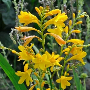 Yellow Montbretia Crocosmia Bulbs - 50 Planting George Davison Crocosmia Tubers for Hardy Flowers