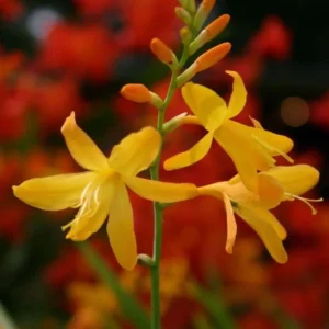 Yellow Montbretia Crocosmia Bulbs - 50 Planting George Davison Crocosmia Tubers for Hardy Flowers