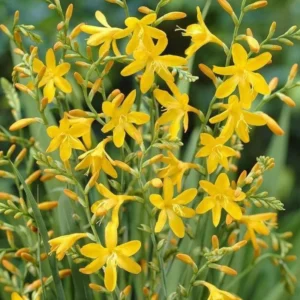 Yellow Montbretia Crocosmia Bulbs - 50 Planting George Davison Crocosmia Tubers for Hardy Flowers