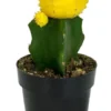 Yellow Moon Cactus Gymnocalycium Mihanovichii Grafted Succulent, Bright Yellow Color