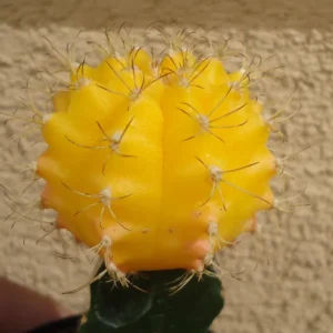 Yellow Moon Cactus Gymnocalycium Mihanovichii Grafted Succulent, Bright Yellow Color