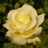 Yellow Rose Bush Live Plant - Hybrid Tea Rose - 5-10 Inch - Fragrant Yellow Flowers