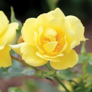 Yellow Rose Bush Live Plant - Hybrid Tea Rose - 5-10 Inch - Fragrant Yellow Flowers