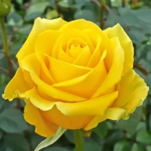 Yellow Rose Bush Live Plant - Hybrid Tea Rose - 5-10 Inch - Fragrant Yellow Flowers