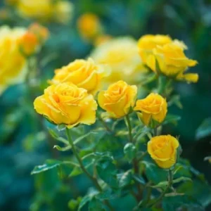 Yellow Rose Bush Live Plant - Hybrid Tea Rose - 5-10 Inch - Fragrant Yellow Flowers
