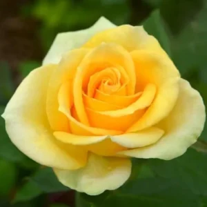 Yellow Rose Bush Live Plant - Hybrid Tea Rose - 5-10 Inch - Fragrant Yellow Flowers