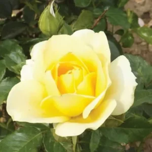 Yellow Rose Bush Live Plant - Hybrid Tea Rose - 5-10 Inch - Fragrant Yellow Flowers