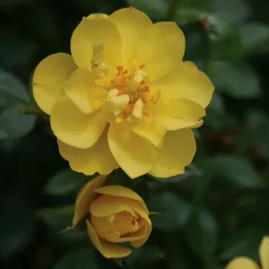 Yellow Rose Plant - Reblooming Rose - 4" Pot - Easy Care