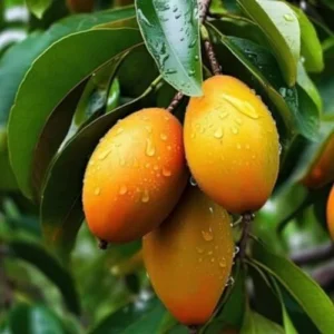 Yellow Sweet Mango Tree Plant Live - 7-10 Inch Outdoor Fruit Tree