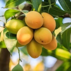 Yellow Sweet Mango Tree Plant Live - 7-10 Inch Outdoor Fruit Tree