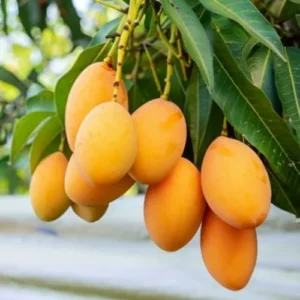 Yellow Sweet Mango Tree Plant Live - 7-10 Inch Outdoor Fruit Tree
