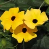 Yellow Thunbergia Alata Arizona Glow Vine Live Plant Blooming Age