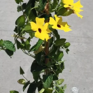 Yellow Thunbergia Alata Arizona Glow Vine Live Plant Blooming Age