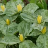 Yellow Trillium luteum - Yellow Wake Robin Bulbs - Top Size Wildflower Pips