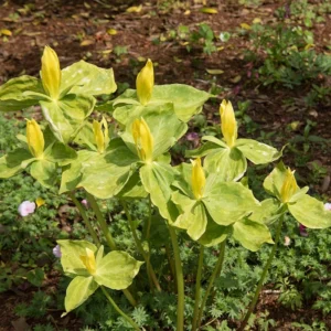 Yellow Trillium luteum - Yellow Wake Robin Bulbs - Top Size Wildflower Pips