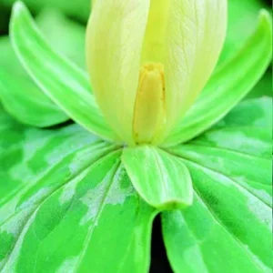 Yellow Trillium luteum - Yellow Wake Robin Bulbs - Top Size Wildflower Pips