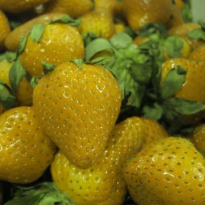 Yellow Wonder Alpine Strawberry Plants - 8 Everbearing Fragaria - Gourmet Treat