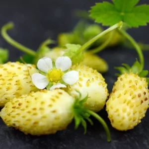 Yellow Wonder Alpine Strawberry Plants - 8 Everbearing Fragaria - Gourmet Treat