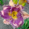 You've Got Soul Daylily - Reblooming Hemerocallis - 4 inch Pot - Lavender Flowers