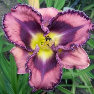You've Got Soul Daylily - Reblooming Hemerocallis - 4 inch Pot - Lavender Flowers