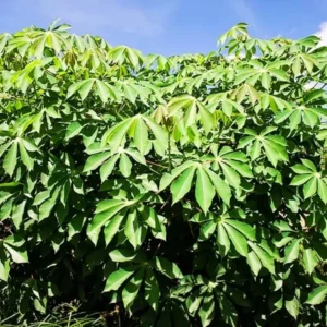 Yuca Cassava Cuttings - 4 Root Plant Starts - 6-8 Inch Planting Pieces