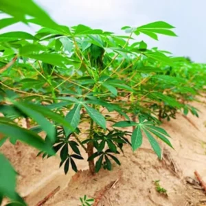 Yuca Cassava Cuttings - 4 Root Plant Starts - 6-8 Inch Planting Pieces