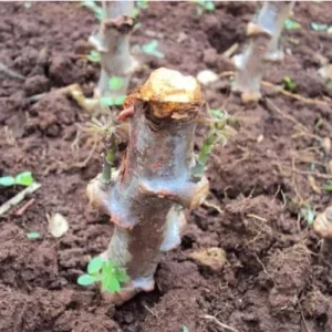 Yuca Cassava Cuttings - 4 Root Plant Starts - 6-8 Inch Planting Pieces