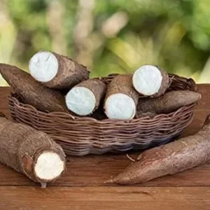 Yuca Cassava Cuttings - 4 Root Plant Starts - 6-8 Inch Planting Pieces