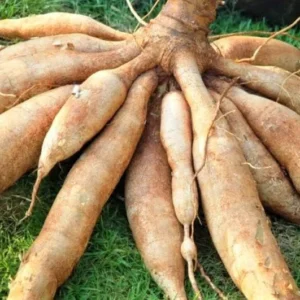 Yuca Cassava Cuttings - 4 Sweet Manihot Plants for Growing Outdoors