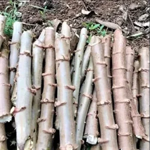 Yuca Cassava Cuttings - 4 Sweet Manihot Root Plants for Planting
