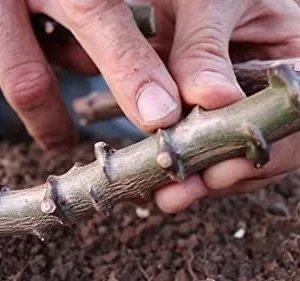 Yuca Cassava Cuttings - 4 Sweet Manihot Root Plants for Planting