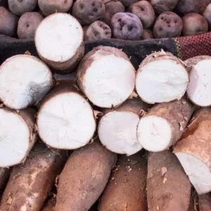 Yuca Cassava Cuttings - 4 Sweet Manihot Root Plants for Planting