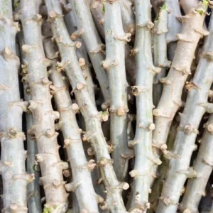 Yuca Cassava Cuttings - 4 Sweet Manihot Root Plants for Planting