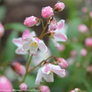 Yuki Cherry Blossom Deutzia - Pink Flower Shrub - 4 Inch Pot