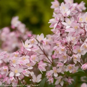 Yuki Cherry Blossom Deutzia - Pink Flower Shrub - 4 Inch Pot