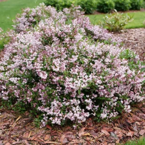 Yuki Kabuki Deutzia - 4 Inch Potted Shrub - Pink Spring Blooms