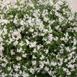 Yuki Snowflake Deutzia Plant - 4 inch Pot - White Flowers