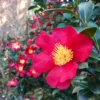 Yuletide Camellia Japonica Live Plant - Evergreen Shrub - 1 Gallon Pot