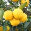 Yuzu Mandarin Tree - 2-3 Ft Grafted Live Citrus Fruit Tree
