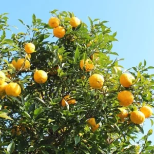 Yuzu Mandarin Tree - 2-3 Ft Grafted Live Citrus Fruit Tree