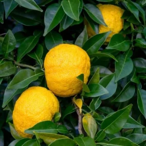 Yuzu Mandarin Tree - 2-3 Ft Grafted Live Citrus Fruit Tree